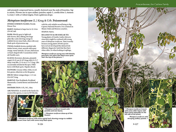 page from Trees, Shrubs, and Vines of Southwest Florida by Robert A. Hattaway