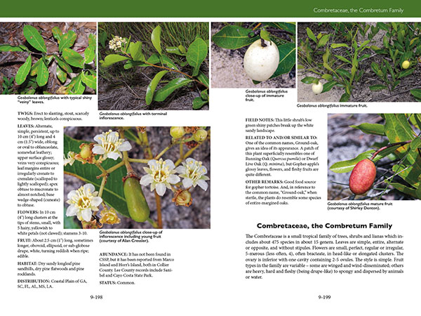 page from Trees, Shrubs, and Vines of Southwest Florida by Robert A. Hattaway