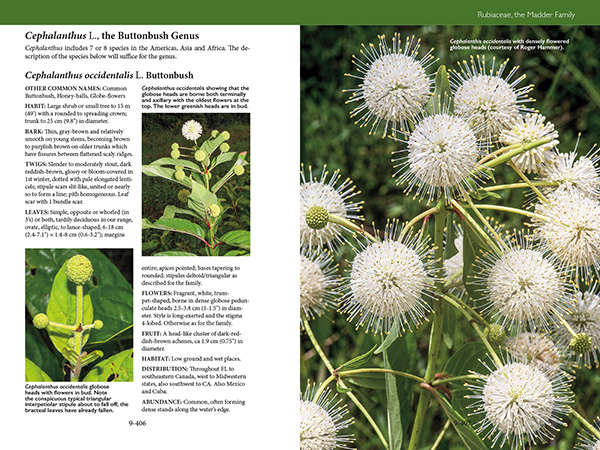 page from Trees, Shrubs, and Vines of Southwest Florida by Robert A. Hattaway