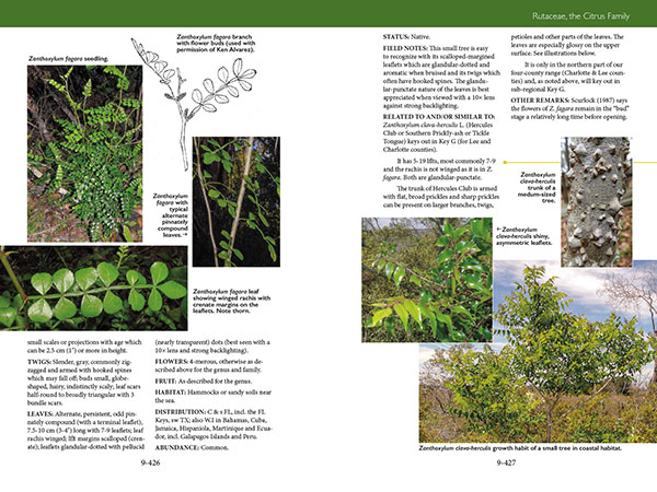 page from Trees, Shrubs, and Vines of Southwest Florida by Robert A. Hattaway