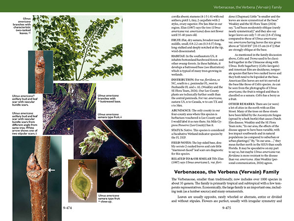 page from Trees, Shrubs, and Vines of Southwest Florida by Robert A. Hattaway