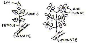 pinnate leaf bipinnate leaf rachis petiole