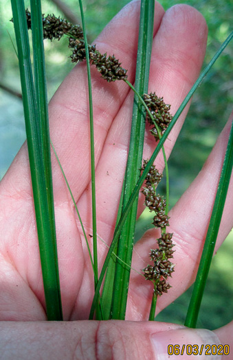 image of Carex decomposita, Cypress-knee Sedge, Epiphytic Sedge