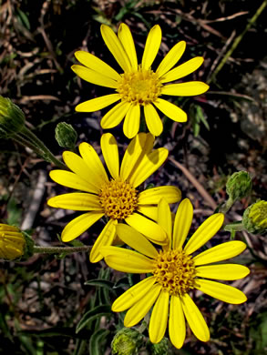 Pityopsis nervosa, Common Silkgrass, Grassleaf Goldenaster