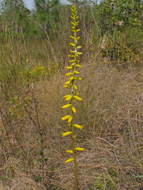 image of Aletris lutea, Yellow Colicroot