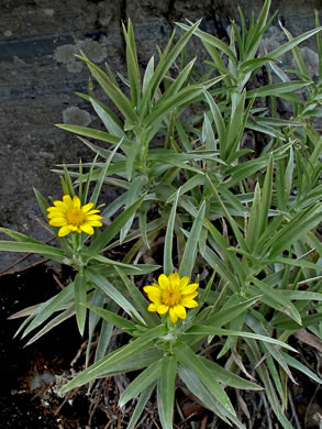 Pityopsis ruthii, Ruth's Goldenaster