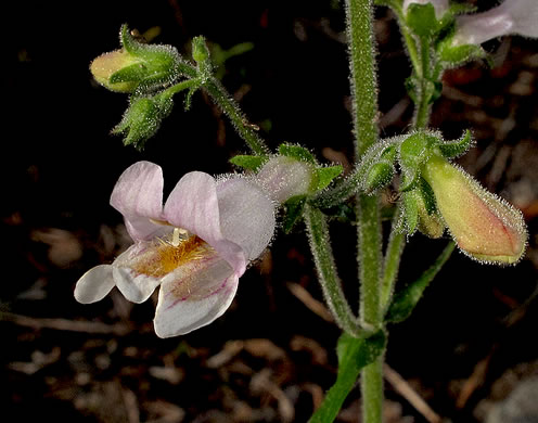 image of Penstemon australis, Downy Beardtongue, Sandhill Beardtongue, Southern Beardtongue, Southeastern Beardtongue