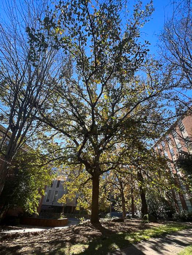 image of Quercus stellata, Post Oak