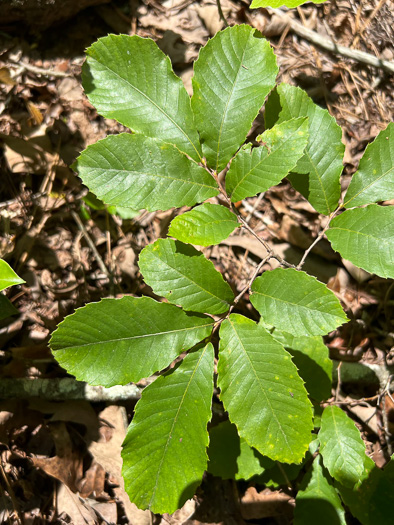 image of Castanea pumila, Common Chinquapin, Chinkapin, Allegheny Chinquapin