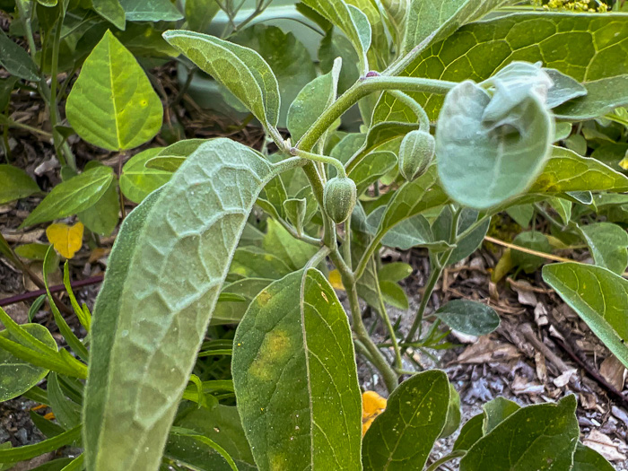 image of Physalis walteri, Dune Ground-cherry, Sand Ground-cherry, Walter's Ground-cherry