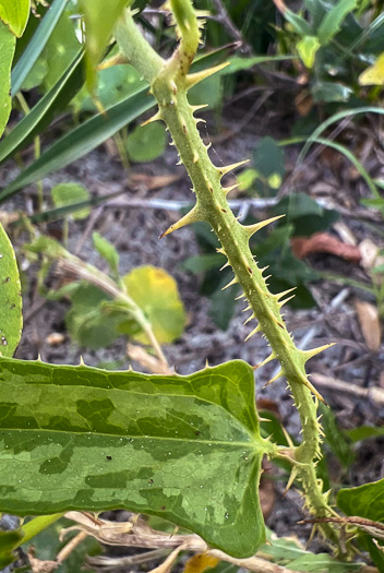 image of Smilax bona-nox var. littoralis, Maritime Catbrier, Maritime Saw Greenbrier