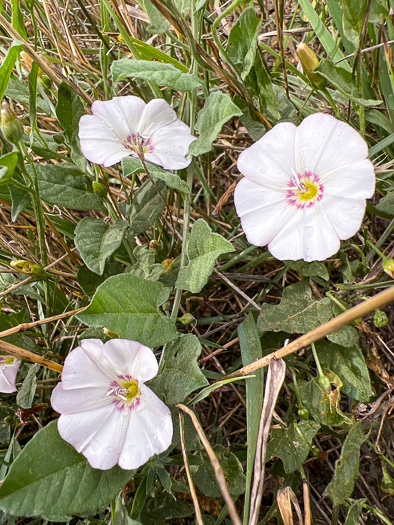 image of Convolvulus arvensis, Field Bindweed, Creeping Jenny, Possession-vine, Cornbind