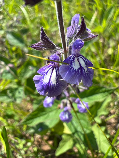 Nettleleaf Sage