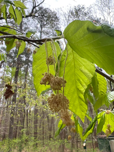 image of Fagus grandifolia +, American Beech