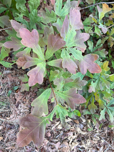 image of Quercus margaretiae, Sand Post Oak, Scrub Post Oak, Margaret's Oak