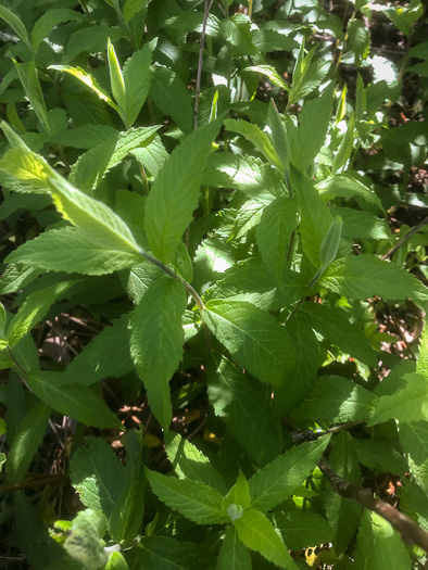 image of Solidago rugosa var. rugosa, Wrinkleleaf Goldenrod, Roughstem Goldenrod