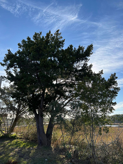 image of Juniperus silicicola, Southern Red Cedar, Coastal Red Cedar