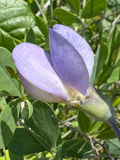 image of Baptisia aberrans, Eastern Prairie Blue Wild Indigo, Glade Wild Indigo, Glade Blue Wild Indigo, Glade Blue Baptisia