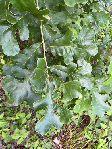 image of Quercus stellata, Post Oak