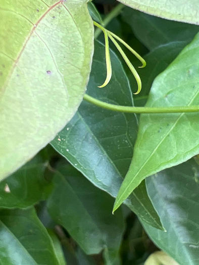 image of Dolichandra unguis-cati, Claw-vine, Cat's-claw-vine