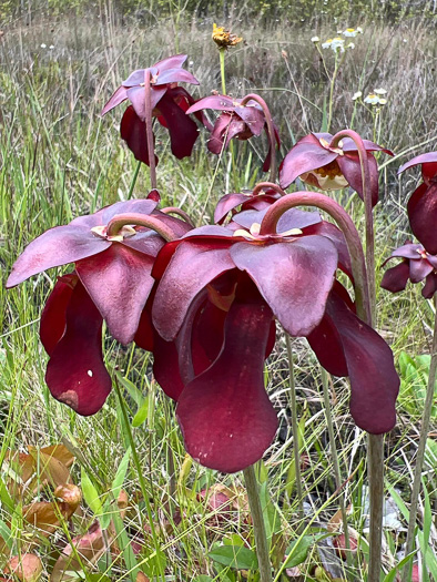 image of Sarracenia psittacina, Parrot Pitcherplant