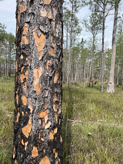 image of Pinus elliottii, Slash Pine