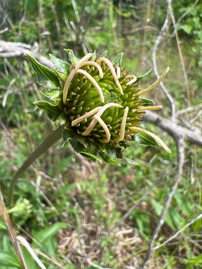 image of Echinacea laevigata, Smooth Coneflower, Smooth Purple Coneflower