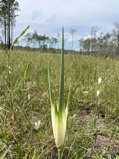 image of Rhynchospora latifolia, Broadleaf Whitetop Sedge, Giant Whitetop Sedge, White-bracted Sedge