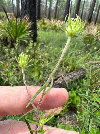 image of Phoebanthus tenuifolius, pineland false sunflower