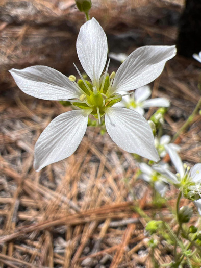 image of Geocarpon carolinianum, Carolina Sandwort, Longroot, Pine-barren Sandwort