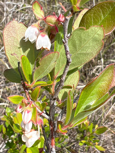 Mosier's Huckleberry