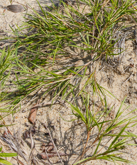 image of Dichanthelium arenicoloides, Sandy Woods Witchgrass