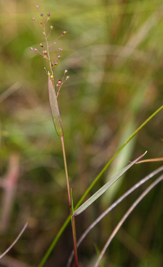 image of Dichanthelium caerulescens, Blue Witchgrass