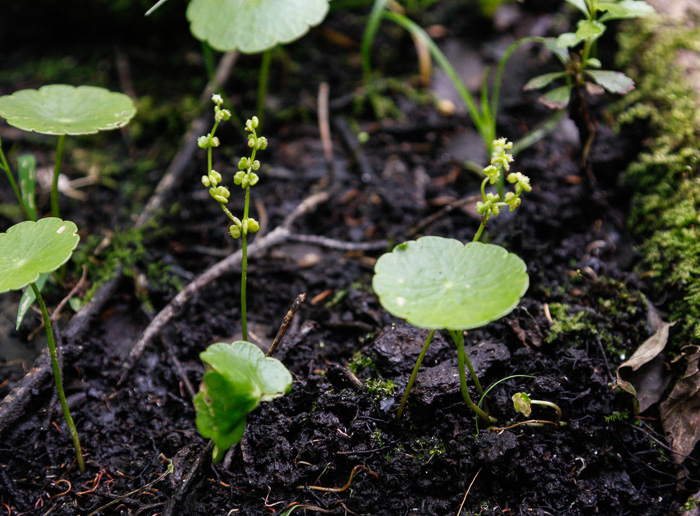 image of Hydrocotyle verticillata, Shield Marsh-pennywort, Whorled Marsh-pennywort