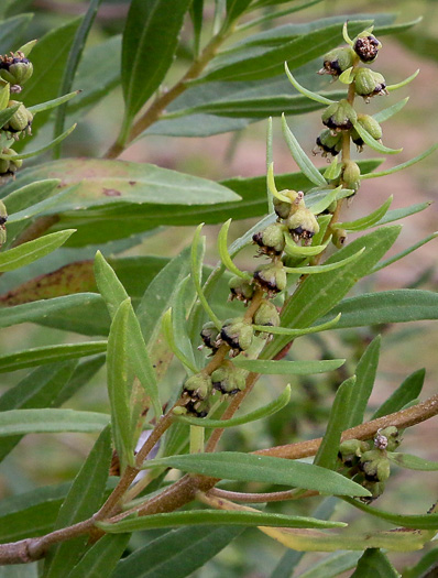 image of Iva frutescens var. frutescens, Southern Maritime Marsh-elder, Southern Bigleaf Marsh-elder