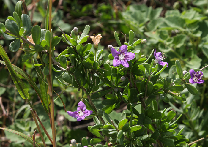 image of Lycium carolinianum, Christmas-berry, Carolina Matrimony-vine