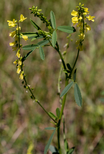 image of Melilotus indicus, Small Melilot, Sourclover, Indian Sweetclover, Alfalfilla