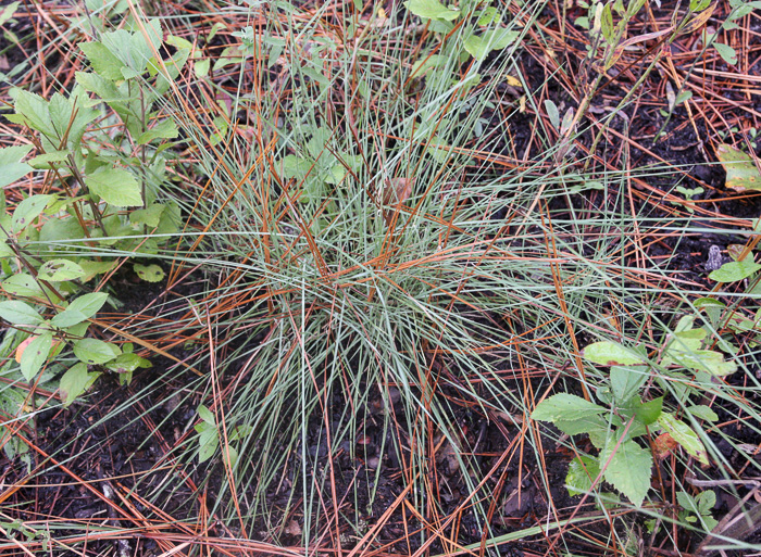 image of Muhlenbergia expansa, Savannah Hairgrass, Cut-over Muhly