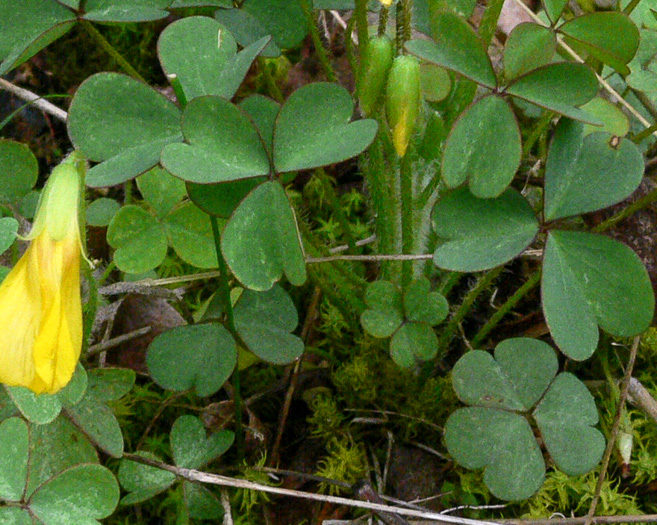 image of Oxalis macrantha, Sadie Price’s Yellow Wood-sorrel