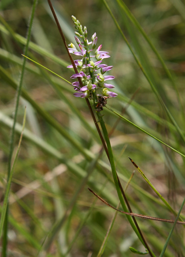 image of Polygala hookeri, Hooker's Milkwort