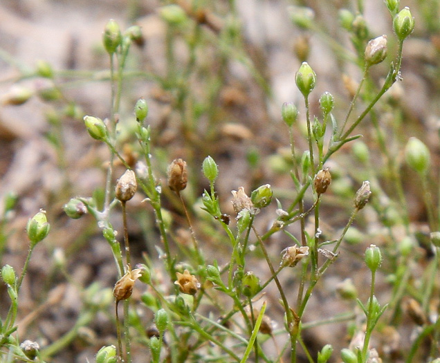 image of Sagina decumbens, Trailing Pearlwort, Eastern Pearlwort, Annual Pearlwort