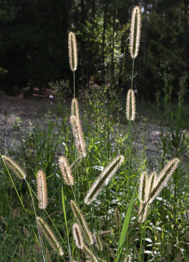 image of Setaria parviflora, Perennial Foxtail-grass, Knotroot Bristlegrass, Marsh Foxtail, Knotroot Foxtail