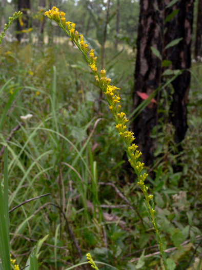 image of Solidago austrina, Piedmont Wand Goldenrod