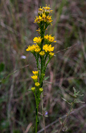 image of Solidago pulchra, Carolina Goldenrod, Beautiful Goldenrod