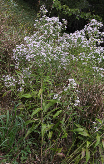 image of Symphyotrichum elliottii, Elliott's Aster, Southern Swamp Aster