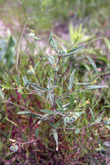 image of Tragia urens, Wavyleaf Noseburn, Southeastern Noseburn, Sandhill Noseburn