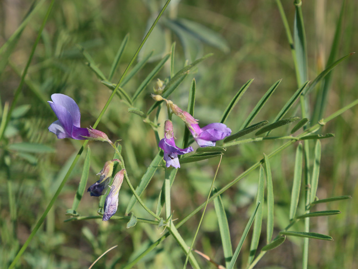 image of Vicia americana var. americana, American Vetch, Purple Vetch, Tare