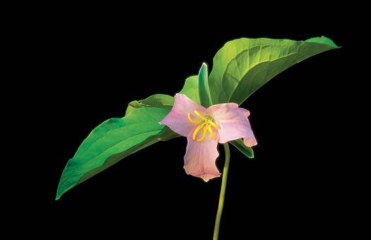 image of Trillium catesbyi, Catesby's Trillium, Rosy Wake-robin, Bashful Trillium, Rose Trillium