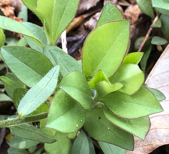 image of Phlox stolonifera, Creeping Phlox