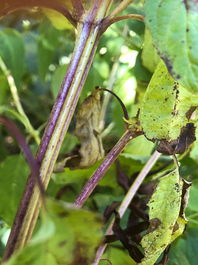 image of Scrophularia marilandica, Eastern Figwort, Carpenter's Square, Late Figwort